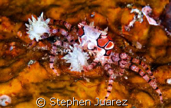 Boxer Crab looks like a cheerleader with pom poms by Stephen Juarez 